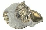 Pyritized (Pleuroceras) Ammonite & Bivalve Fossil - Germany #193814-1